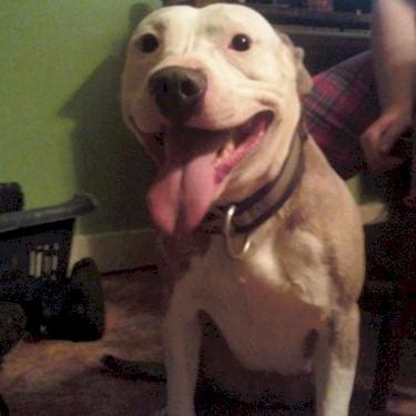 I-C-Pits Chessa Pit Bull Front Picture.jpg
